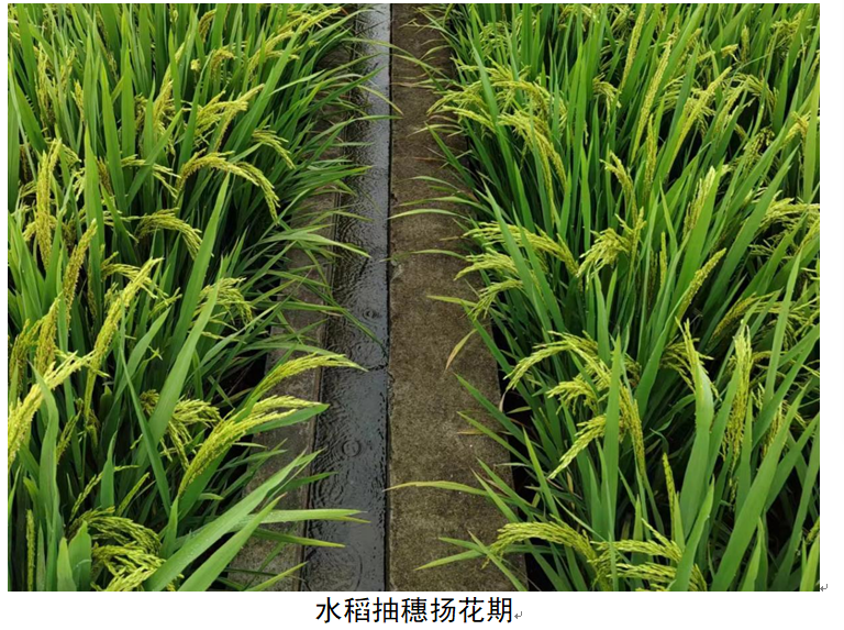 大田四情圖片2 大田四情圖片2