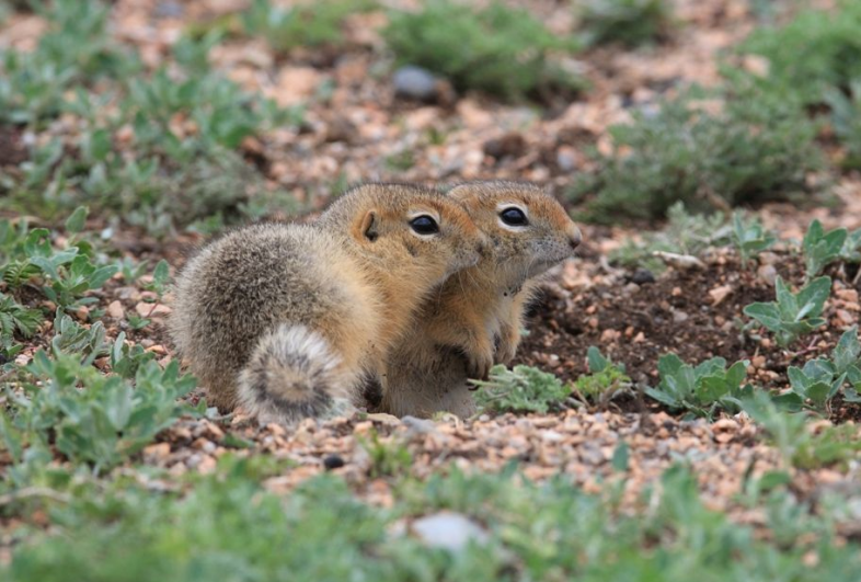 物聯(lián)網(wǎng)AEEMS智慧鼠害監(jiān)測系統(tǒng)圖片